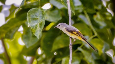 Wergmennigvogel (W) / Small Minivet