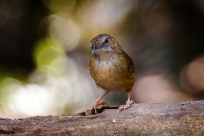 Rotschwanz-Maustimalie (J) / Abbott's Babbler