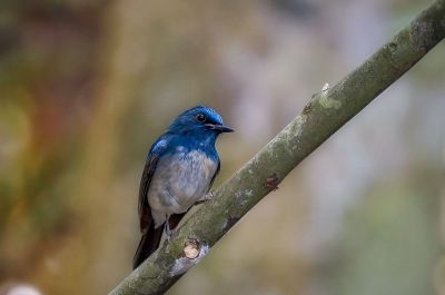 Hainanblauschnäpper (M) / Hainan Blue-Flycatcher