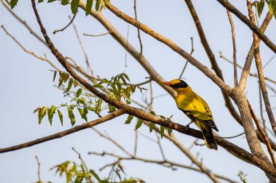 Schwarznackenpirol / Black-naped Oriole