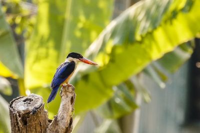 Kappenliest / Black-capped Kingfisher