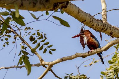 Braunliest / White-throated Kingfisher