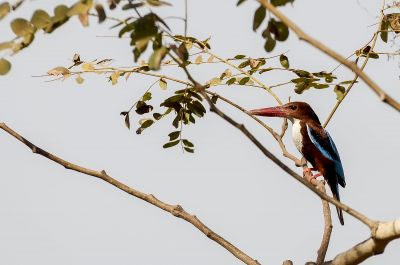 Braunliest / White-throated Kingfisher