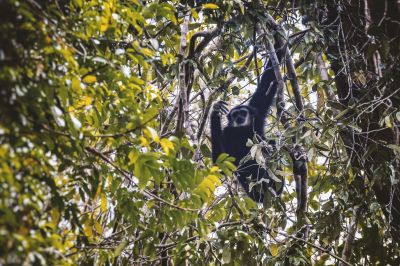 Weißhandgibbon - Lar / White-handed Gibbon - Lar Gibbon