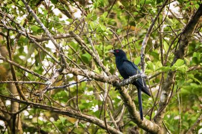 Indischer Koel (M) / Asian Koel - Common Koel