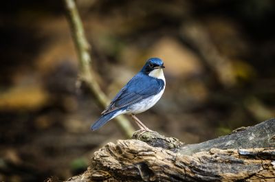 Blaunachtigall (M) / Siberian Blue Robin