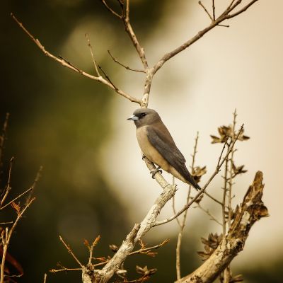 Grauschwalbenstar / Ashy Woodswallow