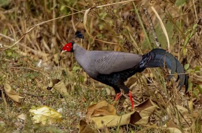 Prälatfasan (M) / Siamese Fireback