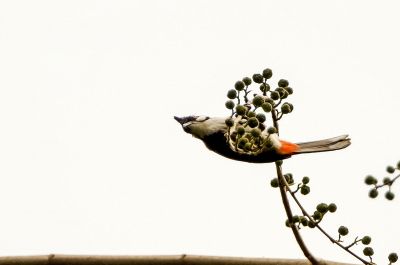 Rotohrbülbül / Red-whiskered Bulbul