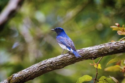 Blauschnäpper - Japanschnäpper (M) / Blue-and-white Flycatcher