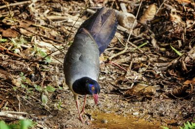 Renauldkuckuck / Coral-billed Ground-cuckoo