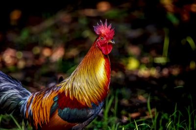 Bankivahuhn (M) / Red Junglefowl