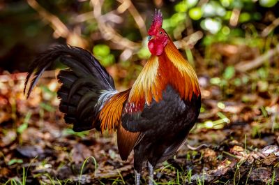 Bankivahuhn (M) / Red Junglefowl