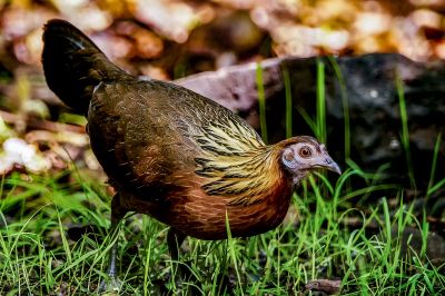 Bankivahuhn (W) / Red Junglefowl