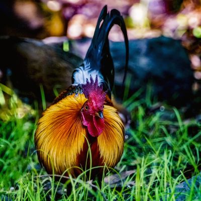 Bankivahuhn (M) / Red Junglefowl