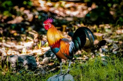 Bankivahuhn (M) / Red Junglefowl