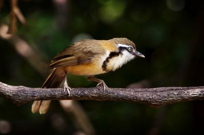 Lätzchenhäherling / Lesser Necklaced Laughingthrush