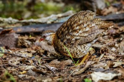 Grünfuß Buschwachtel / Scaly-breasted Partridge (Green-legged Hill-partridge)