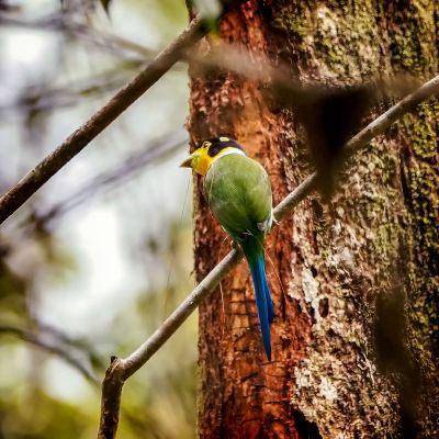 Papageibreitrachen / Long-tailed Broadbill