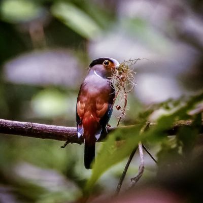 Schwarzbrauen-Breitrachen (W) / Silver-breasted Broadbill