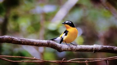 Goldschnäpper (M) / Yellow-rumped Flycatcher