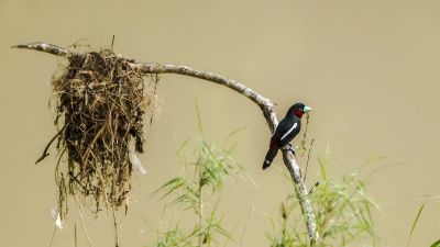 Kellenschnabel-Breitrachen / Black-and-red Broadbill