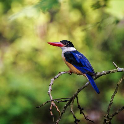 Kappenliest / Black-capped Kingfisher