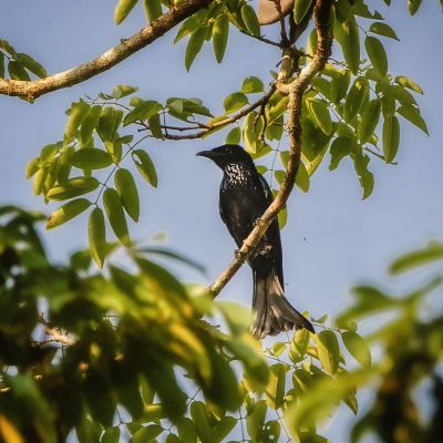 Haarbuschdrongo - Glanzfleckdrongo / Hair-crested Drongo - Spangled Drongo