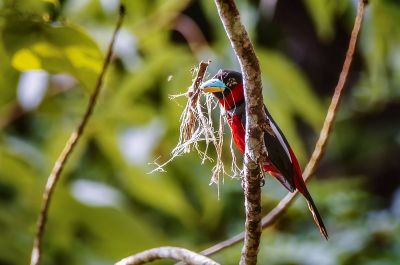 Kellenschnabel-Breitrachen / Black-and-red Broadbill