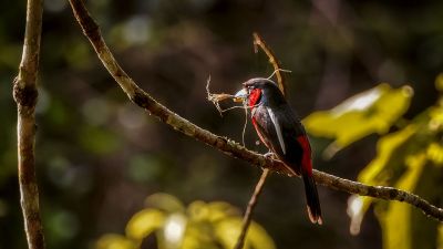 Kellenschnabel-Breitrachen / Black-and-red Broadbill