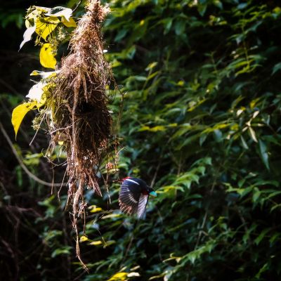 Kellenschnabel-Breitrachen / Black-and-red Broadbill