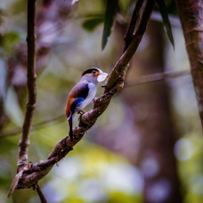 Schwarzbrauen-Breitrachen (M) / Silver-breasted Broadbill