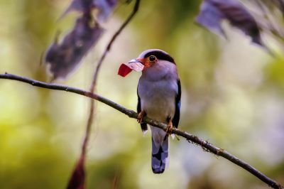 Schwarzbrauen-Breitrachen (M) / Silver-breasted Broadbill