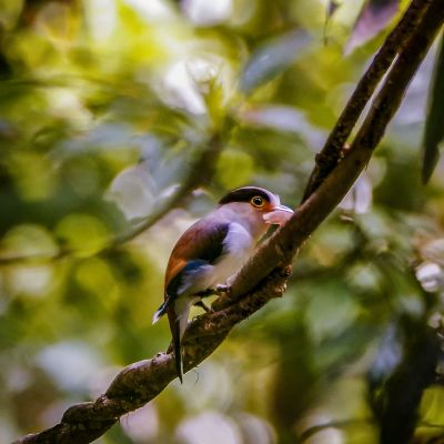 Schwarzbrauen-Breitrachen (M) / Silver-breasted Broadbill