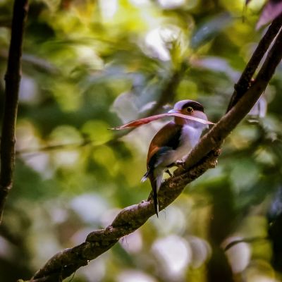 Schwarzbrauen-Breitrachen (M) / Silver-breasted Broadbill