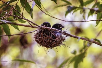 Spateldrongo (J) / Lesser Racket-tailed Drongo