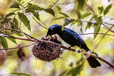 Spateldrongo (W/J) / Lesser Racket-tailed Drongo