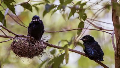 Spateldrongo (J) / Lesser Racket-tailed Drongo