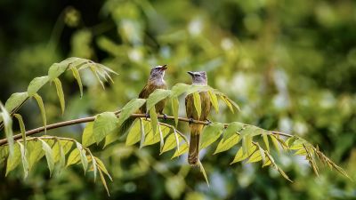 Gelbwangenbülbül / Flavescent Bulbul