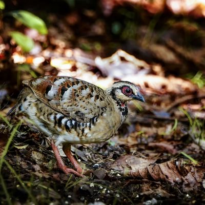 Braunbrust Buschwachtel / Bar-backed Partridge (Brown-breasted Hill-partridge)