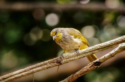 Streifenkehlbülbül / Stripe-throated Bulbul