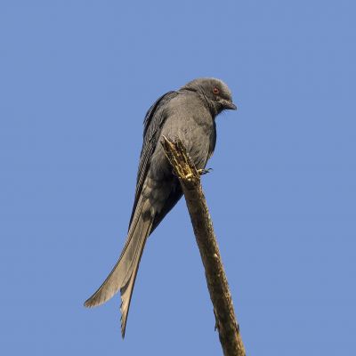 Graudrongo / Ashy Drongo