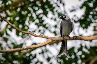 Graudrongo / Ashy Drongo