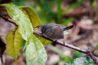 Grauschneidervogel (J) / Ashy Tailorbird