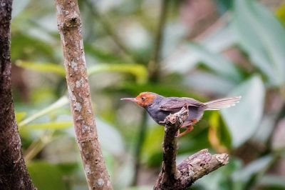 Grauschneidervogel (M) / Ashy Tailorbird