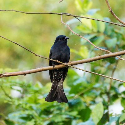 Drongokuckuck / Asian Drongo Cuckoo