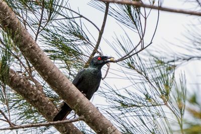 Malaienstar / Asian Glossy Starling