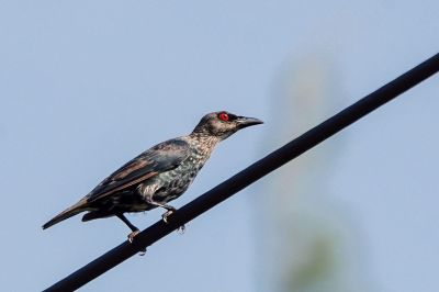 Malaienstar (J) / Asian Glossy Starling