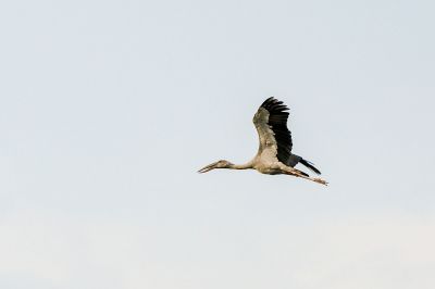 Silberklaffschnabel / Asian Openbill