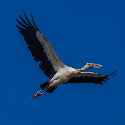 Silberklaffschnabel / Asian Openbill